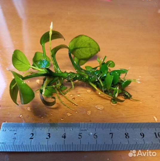 Анубиас нана петит