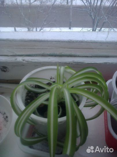 Хлорофитум