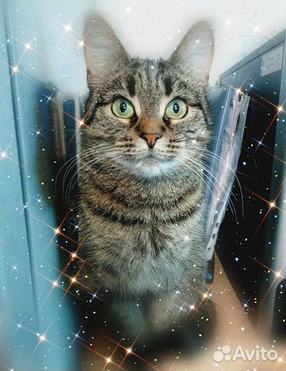 Моня. Кошка с характером. Отдам в добрые руки