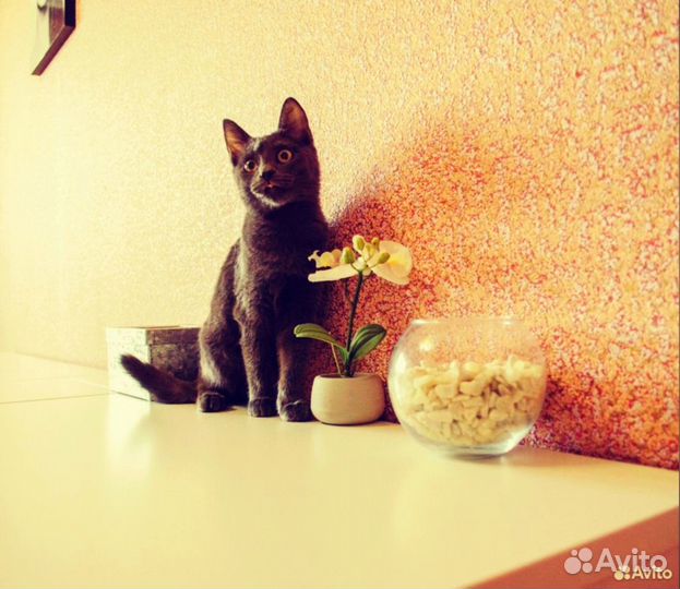 Джеки именно Ваш игривый и озорной мальчишка)