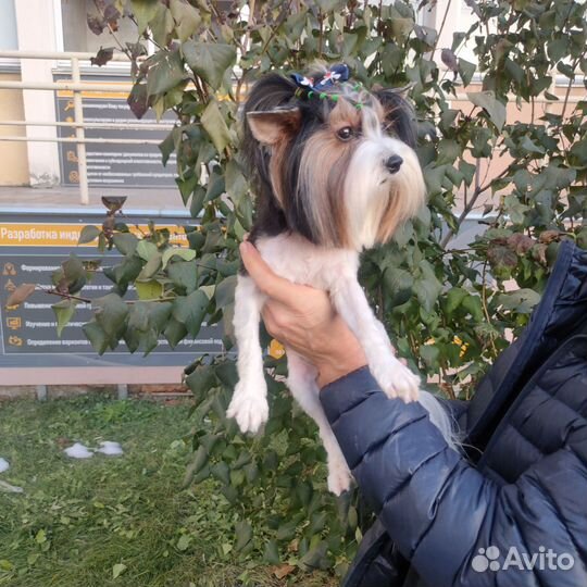 Бивер кобели для вязки