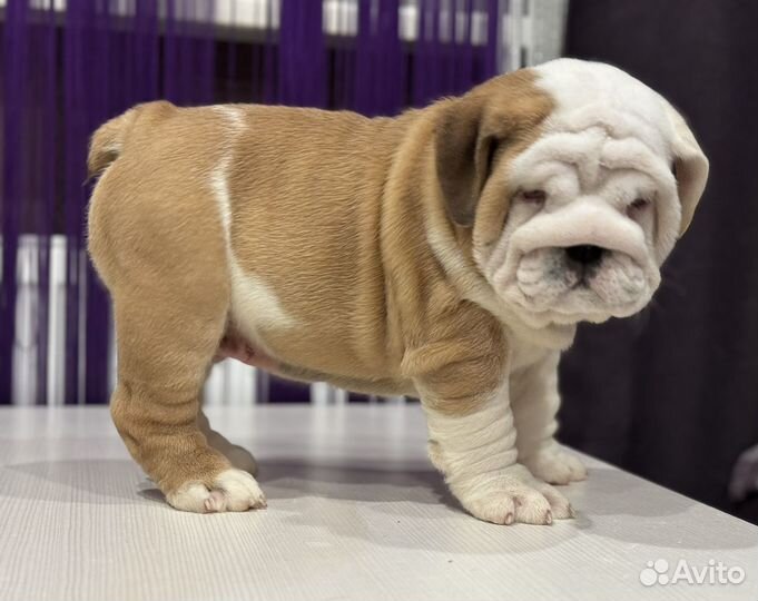 Английский бульдог