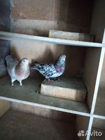 Бойные голуби