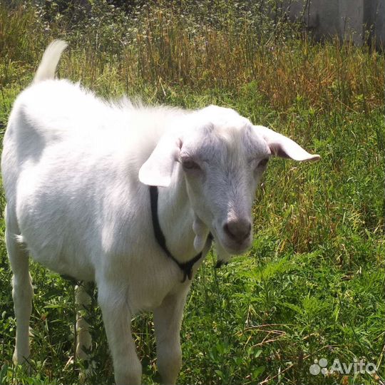 Козлята
