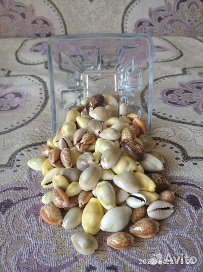 Морские ракушки. Ципреи. (зубатки)