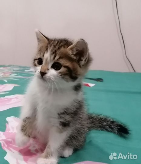 Котенок в добрые руки