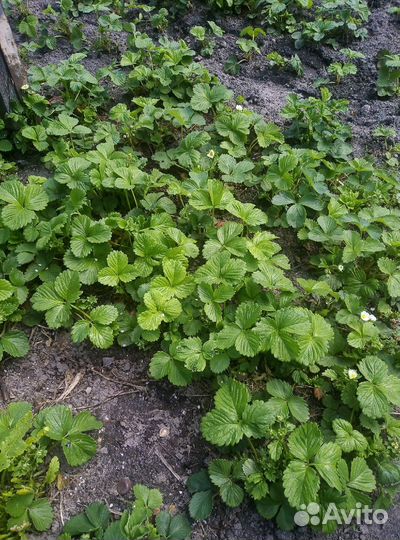 Саженцы клубники 