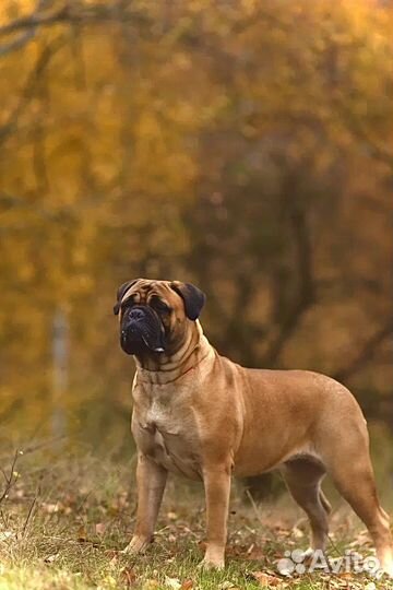 Бульмастиф