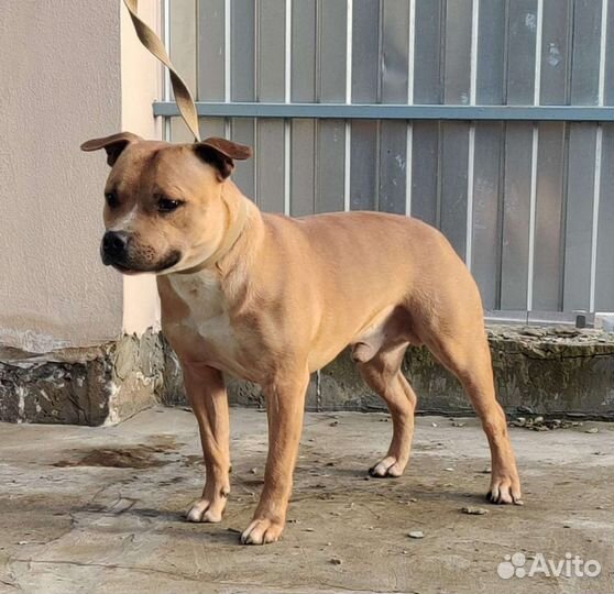 Вязка Английский стаффордширский бультерьер