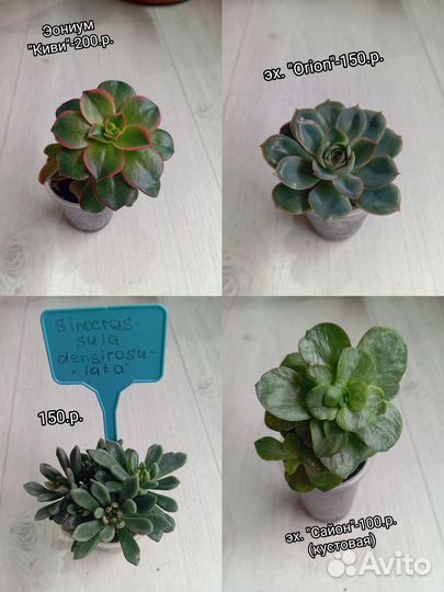 Суккуленты