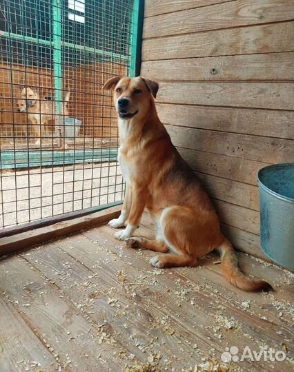 Злате нужен дом