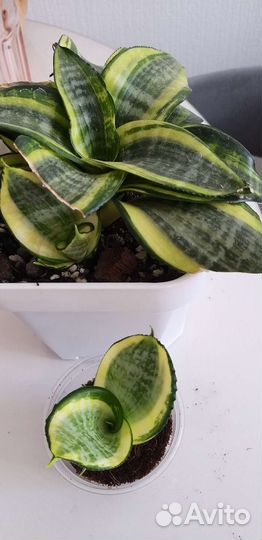 Сансевиерия сортовая