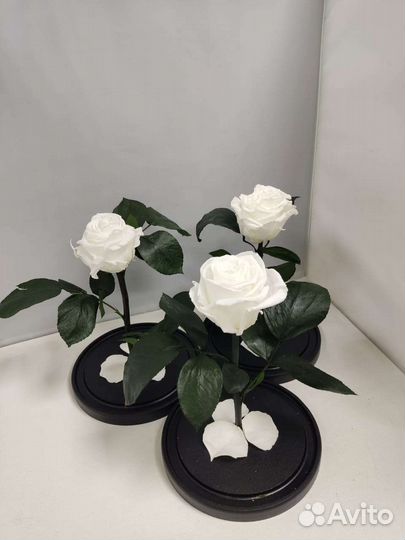 Роза в колбе оптом и в розницу