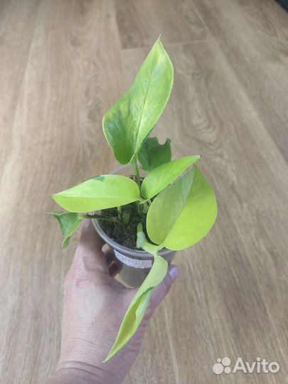 Сциндапсус неон