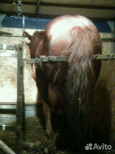 Перевозка сельскохозяйственных животных