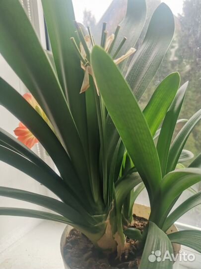 Кливия цветущая