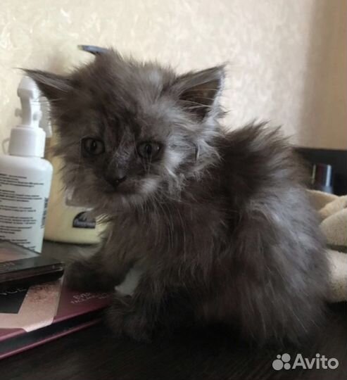 Котята 1,5-2 мес девочки