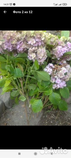 Черенки гортензии 