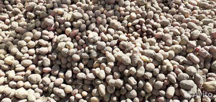 Продам картофель домашний