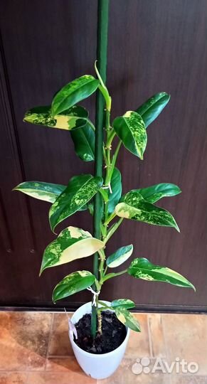 Филодендрон Доместикум вар/Сиам Санрайз