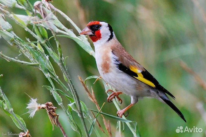 Певчие птицы Удмуртии