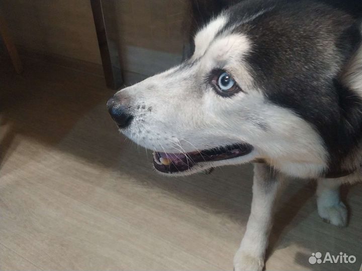 Собаки бесплатно