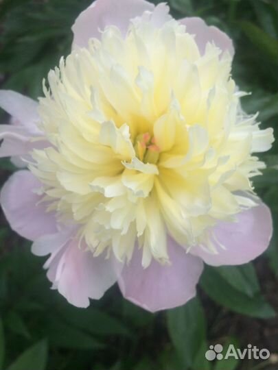 Пион, корневище