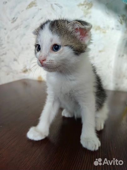 Кошки