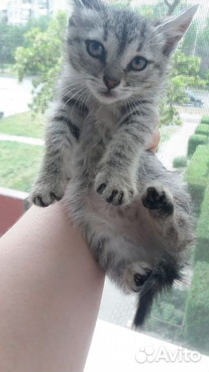 Котятам нужен дом и медицинская помощь