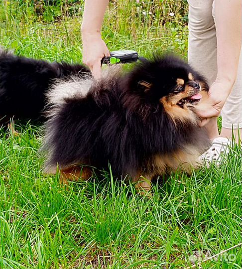 Неотразимая девчуля