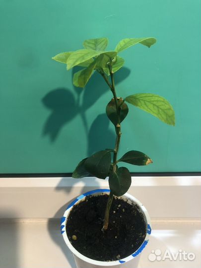 Лимон Мейер привитый плодоносящий