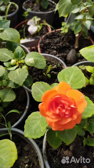 Рассада цветов, помидоры,огурцы,баклажаны,перец