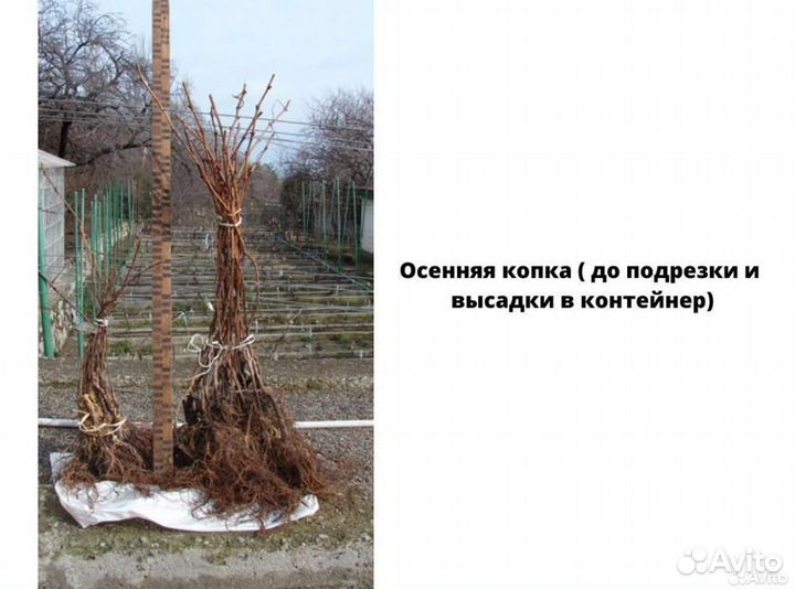 Саженцы винограда