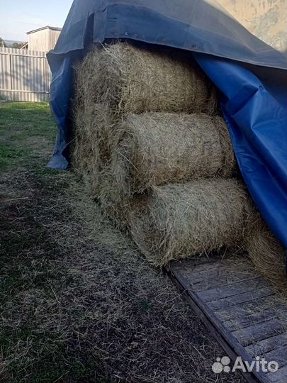 Продам сено в рулонах