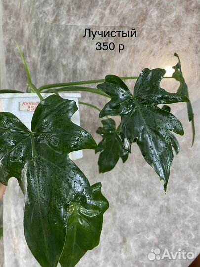 Филодендрон