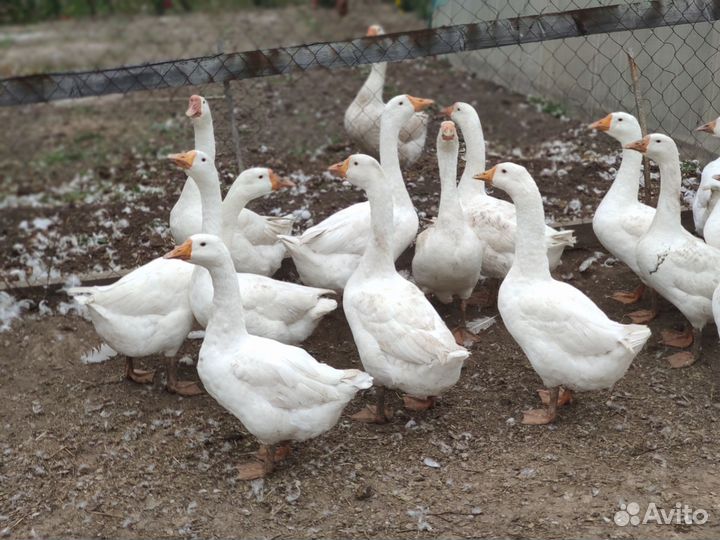 Гуси домашние