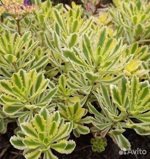 Очиток Миддендорфа Variegata (Вариегата),ук.черен