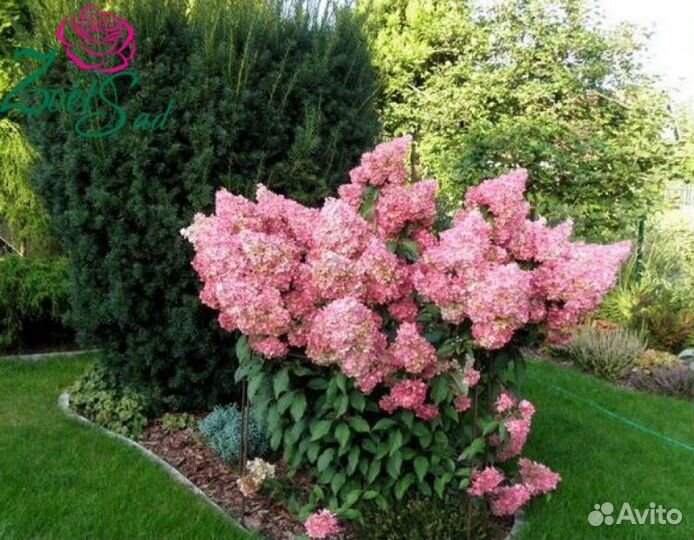 Гортензия метельчатая, Рододендроны, Хосты, Роза