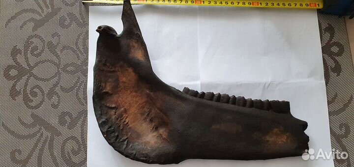 Челюсть доисторической лошади