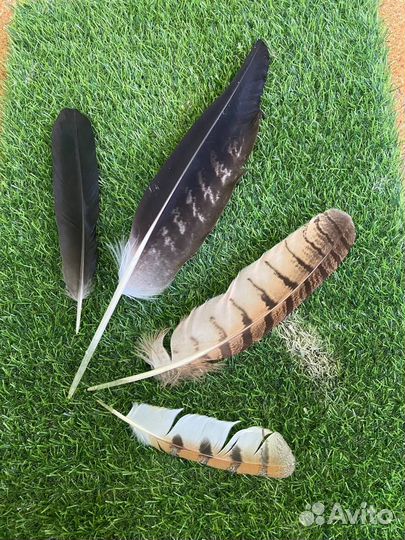 Перья хищных птиц