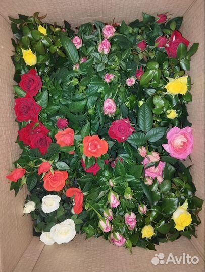 Роза комнатная кардана