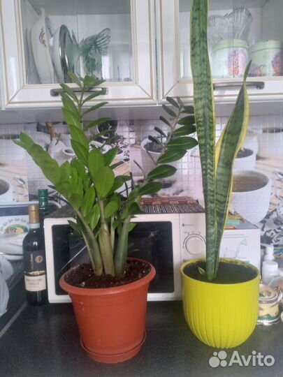 Комнатные цветы, Замиакулькас и Сансевиерия