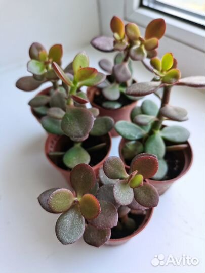 Толстянки, Крассулы Овата Кросби, Денежные деревья