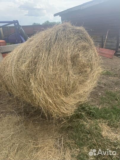 Сено луговое в тюках