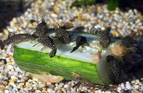 Аквариумные рыбки