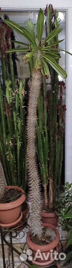 Кактус Пахиподиум