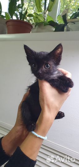 Котёнок
