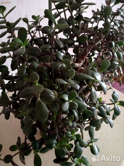 Толстянка(денежное дерево)