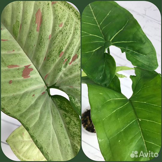 Мега-набор сингониумов + мох сфагнум в подарок