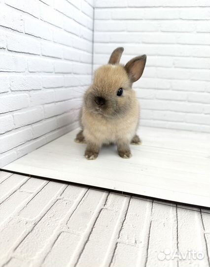 Мини карликовый кролик